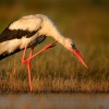 Cap bily - Ciconia ciconia - White Stork 8631